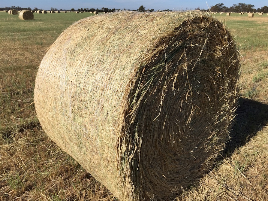 330 Rolls Barley and Rye Hay For Sale Ex Farm Hay & Fodder